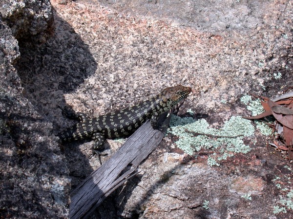 Cunningham's Skink